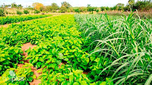 farm in Cuba