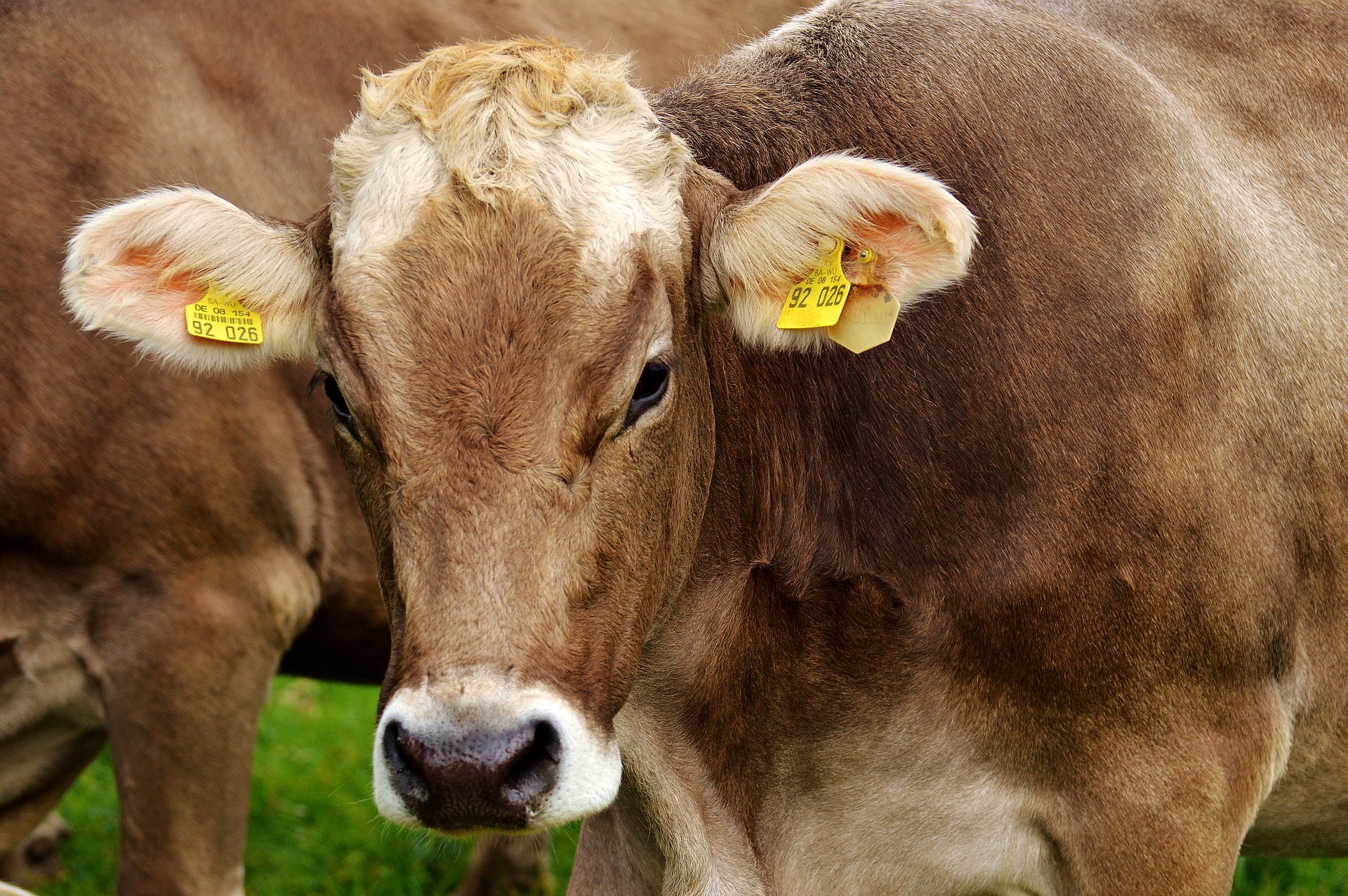 Uh-oh, where’s the beef? – Society for Nutrition Education and Behavior